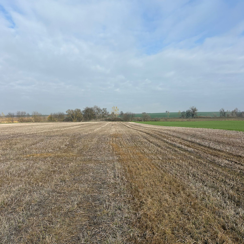 anıza-doğrudan-ekim-nasıl-yapılır