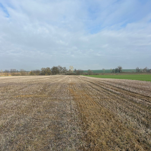 anıza-doğrudan-ekim-nasıl-yapılır