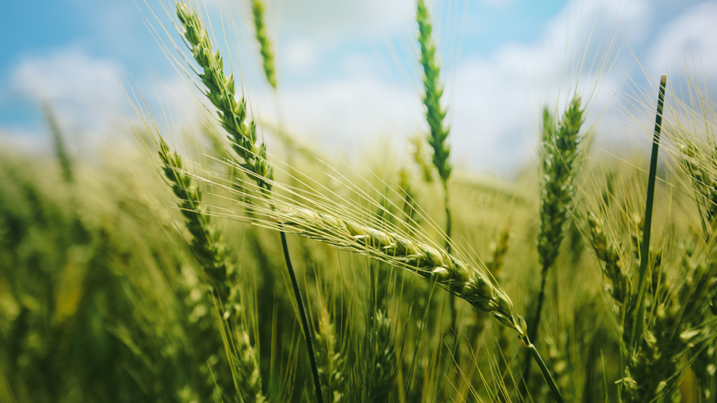 Buğday Yetiştiriciliğine Dair Her Şey
