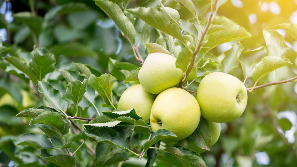 Elma Ağaçlarında Gübreleme Nasıl Olmalı