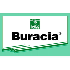 Buracia